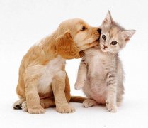 华兴重磅推出,犬/猫结石处方粮